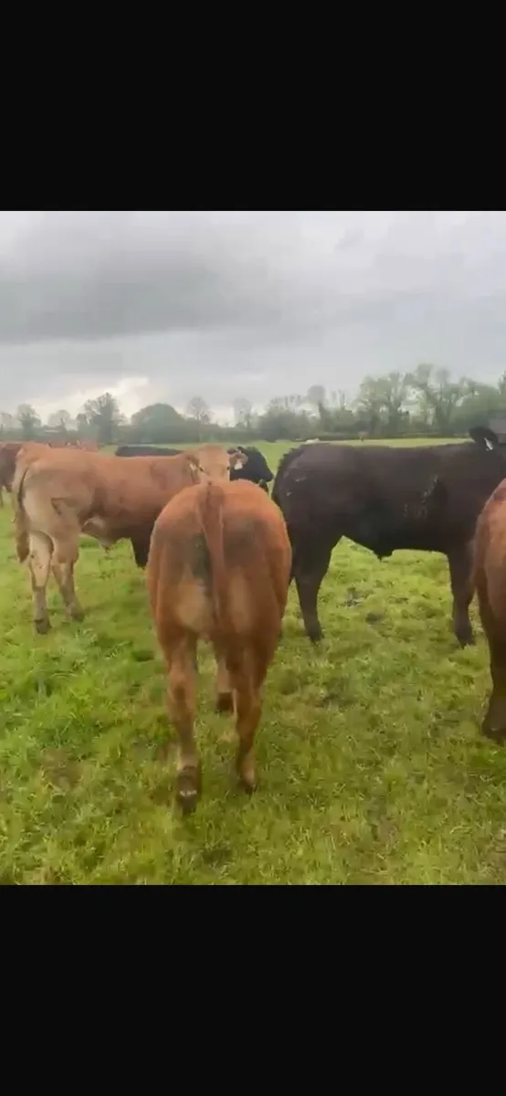 30 super suckler bullocks - Image 3
