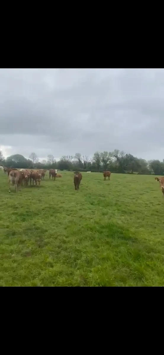 30 super suckler bullocks - Image 4