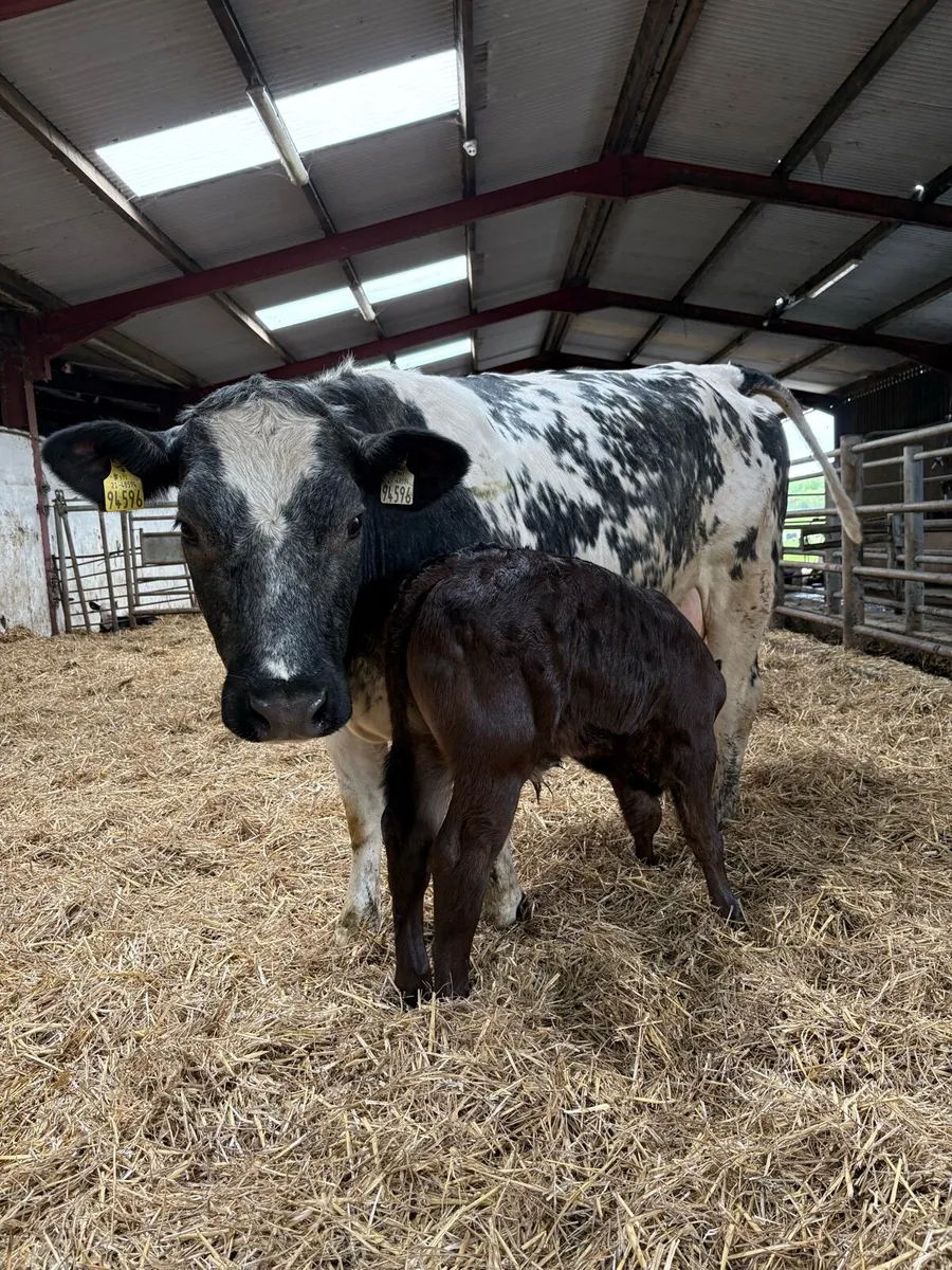 Cow and calf - Image 1