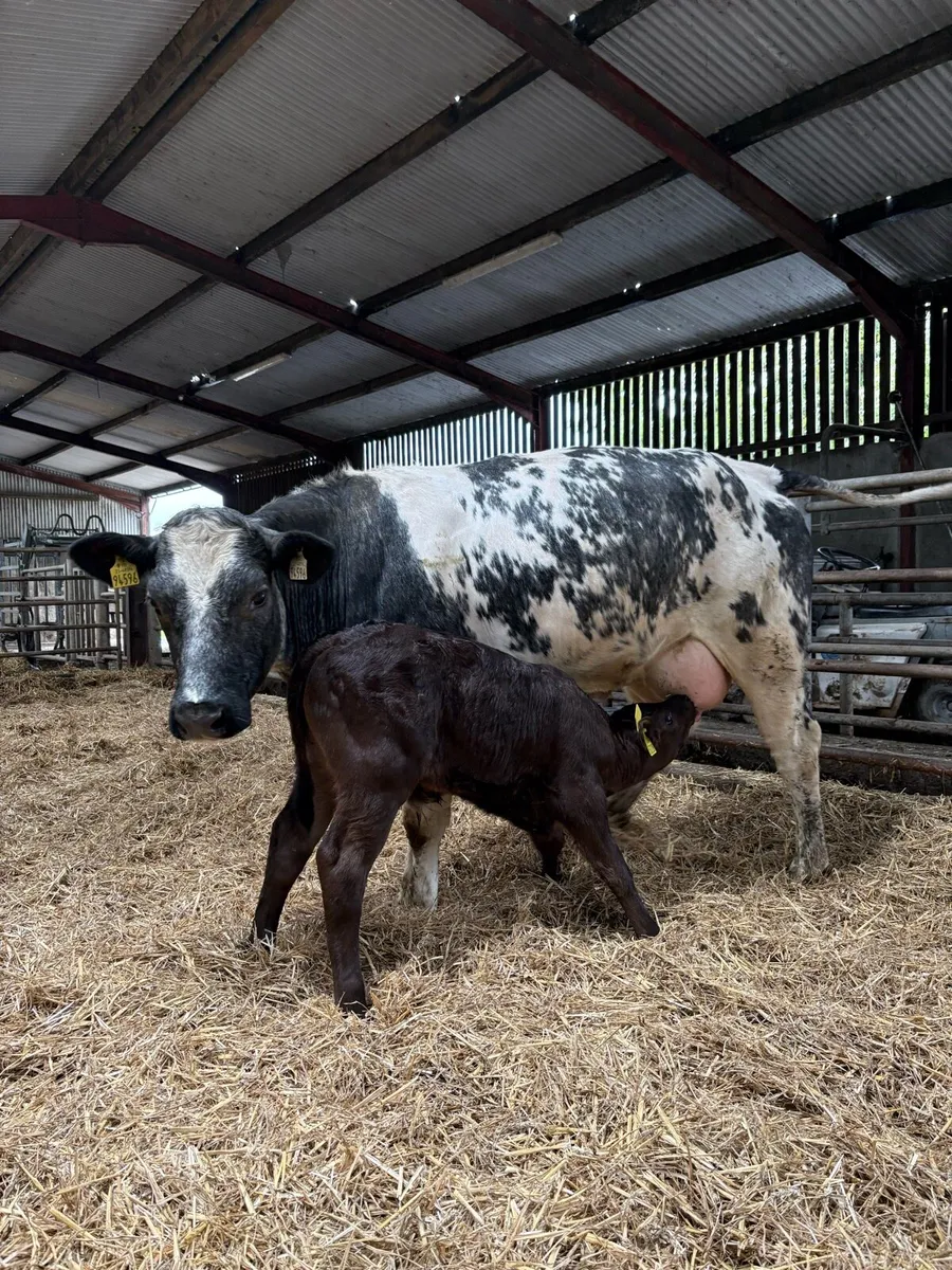Cow and calf - Image 2