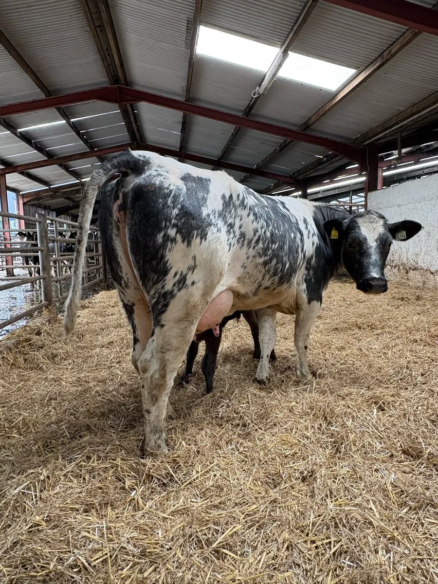 Cow and calf - Image 3