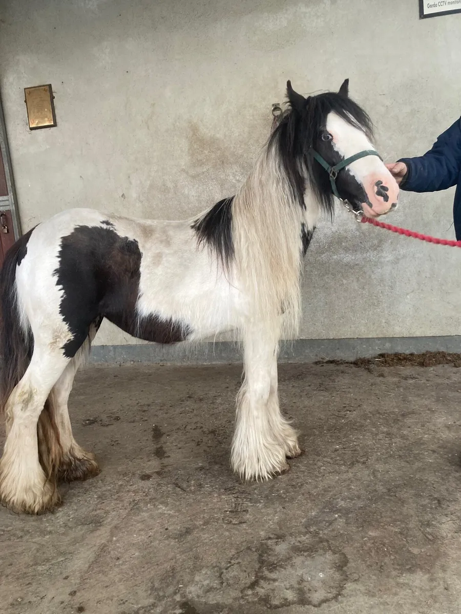 Cob filly 🌸🐴 - Image 1