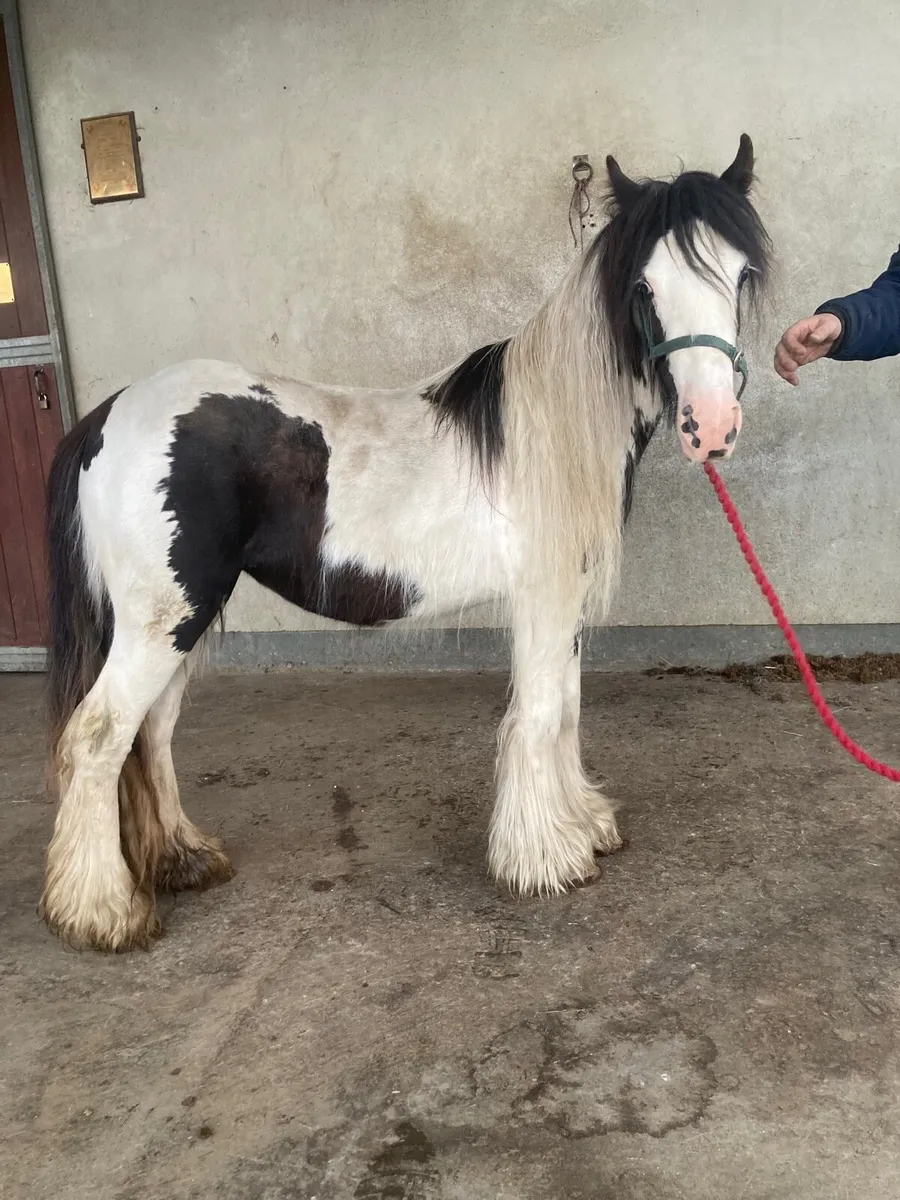 Cob filly 🌸🐴 - Image 2