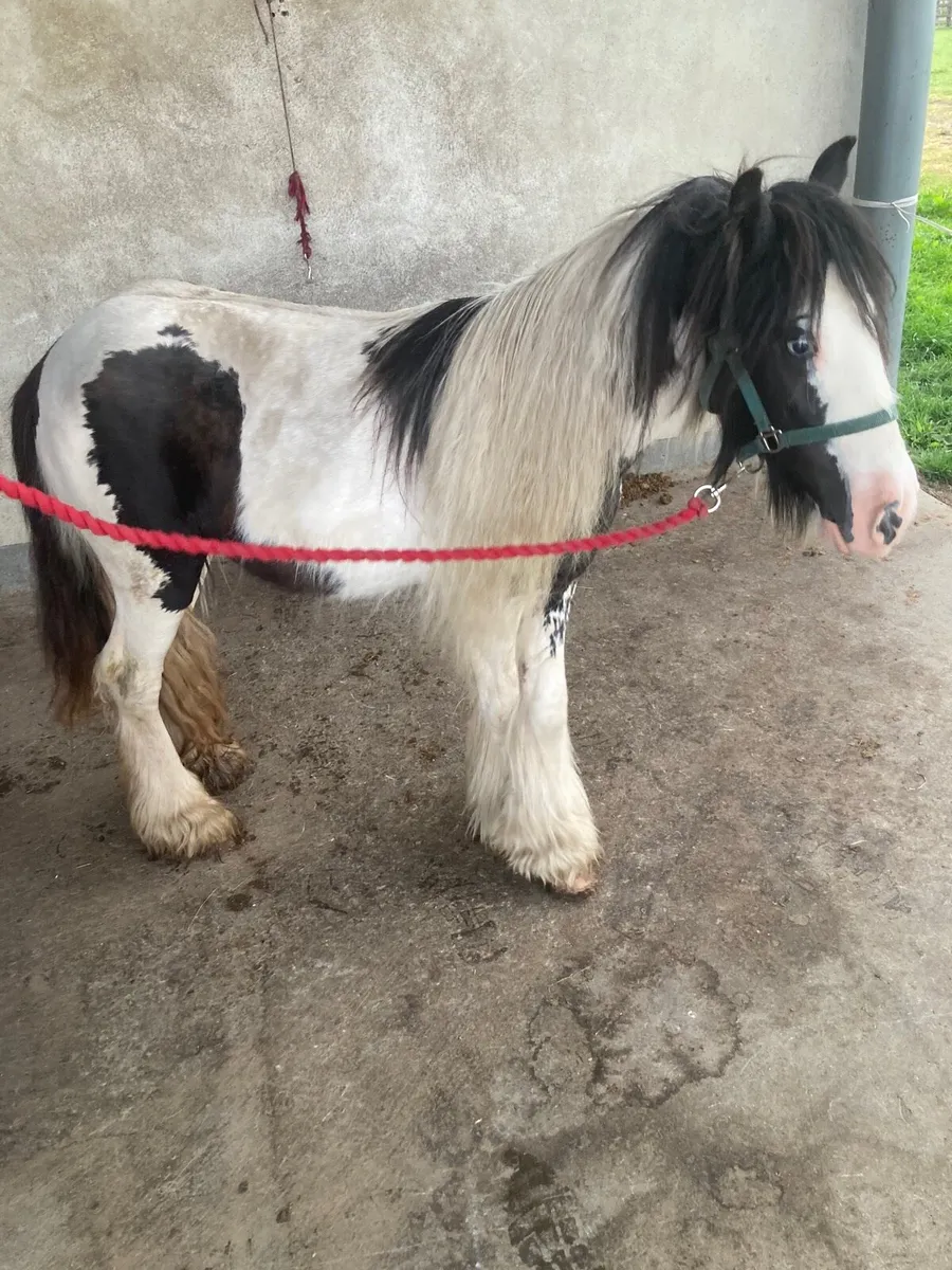 Cob filly 🌸🐴 - Image 3