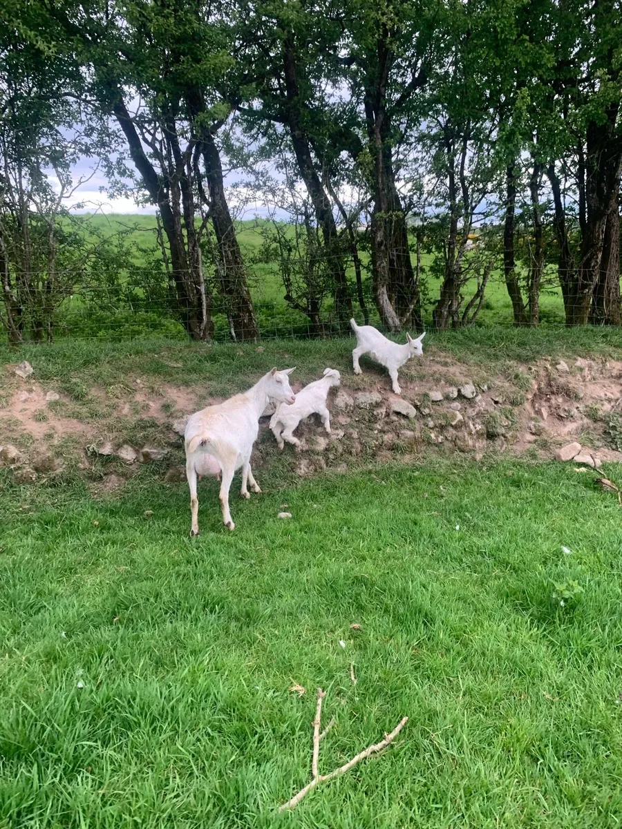 Goat and kids - Image 2