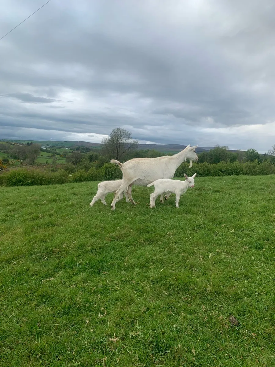 Goat and kids - Image 1