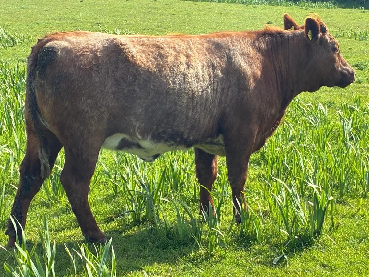 Limousine EBY Heifers - Image 1