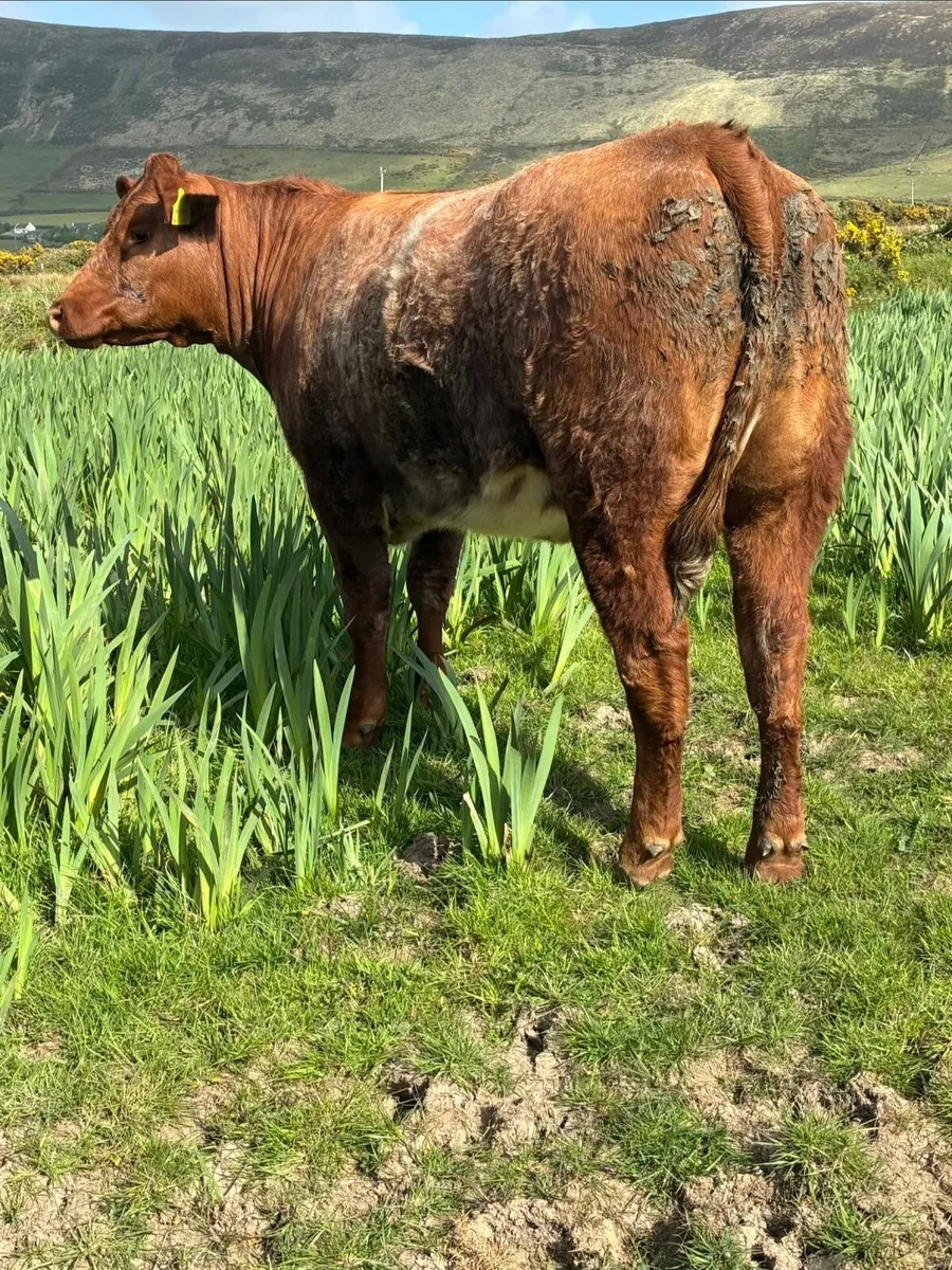 Limousine EBY Heifers - Image 4