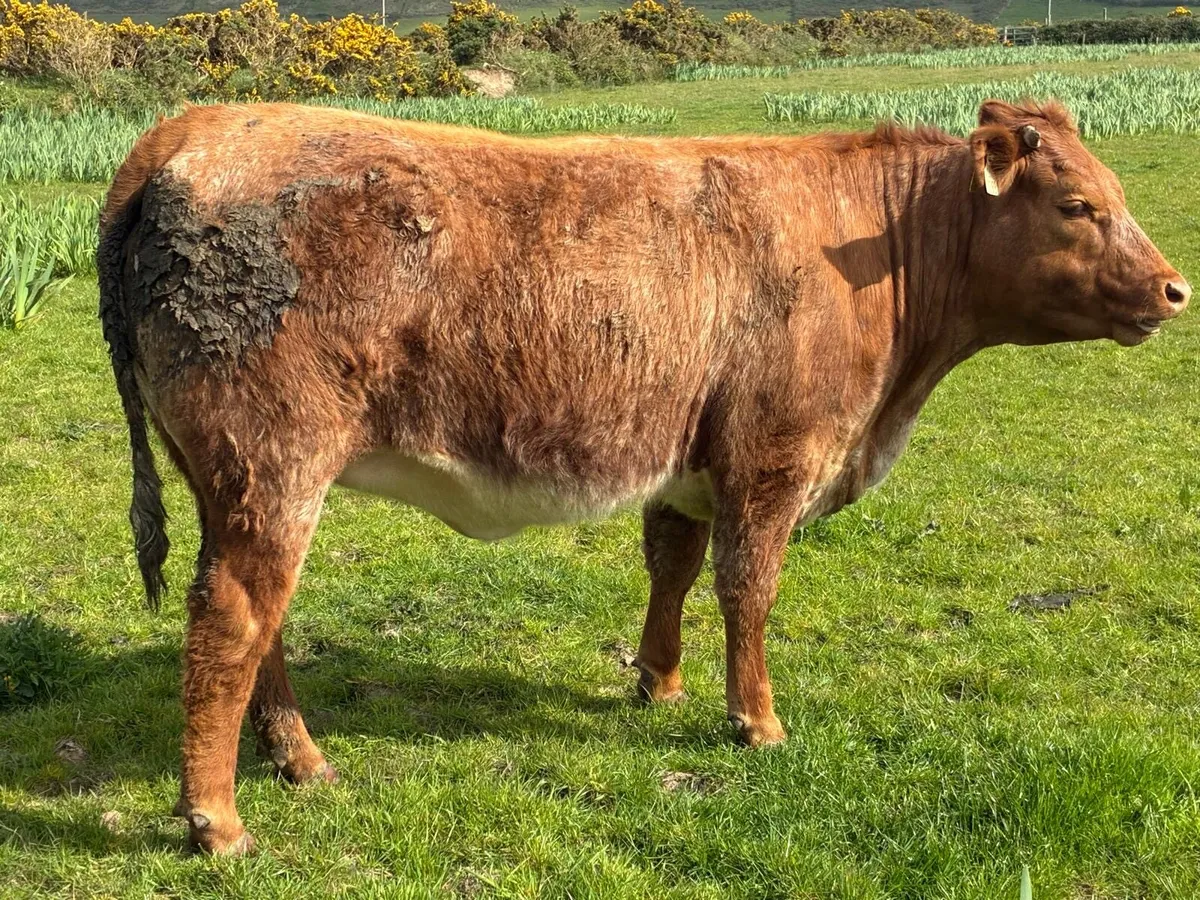 Limousine EBY Heifers - Image 3