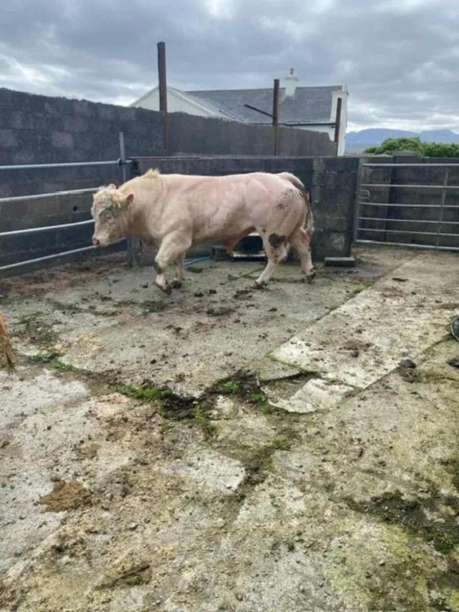 Bull - Image 2