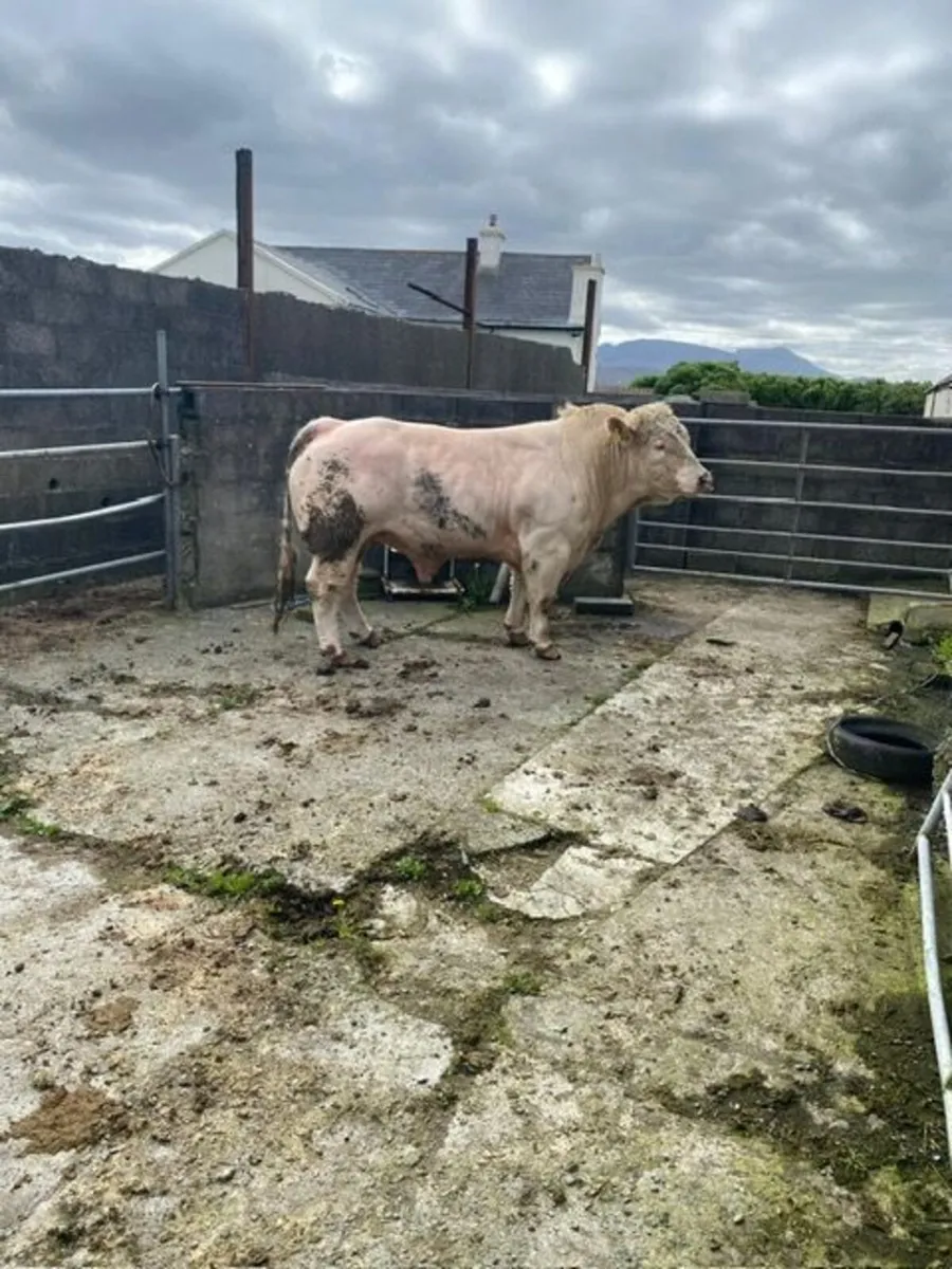 Bull - Image 1