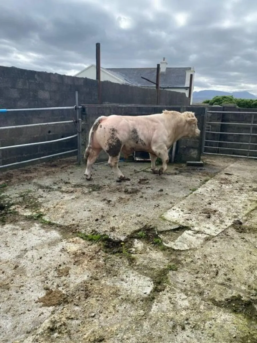Bull - Image 3