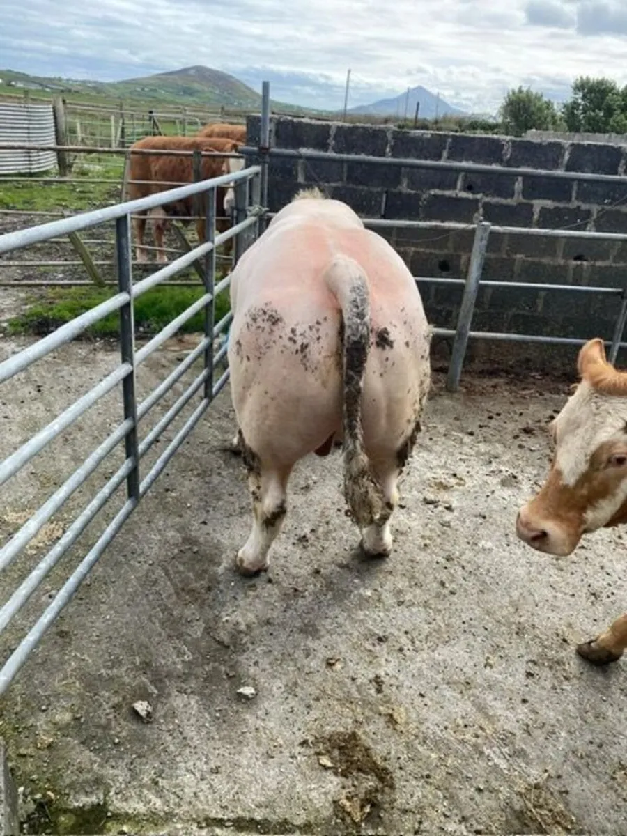Bull - Image 4