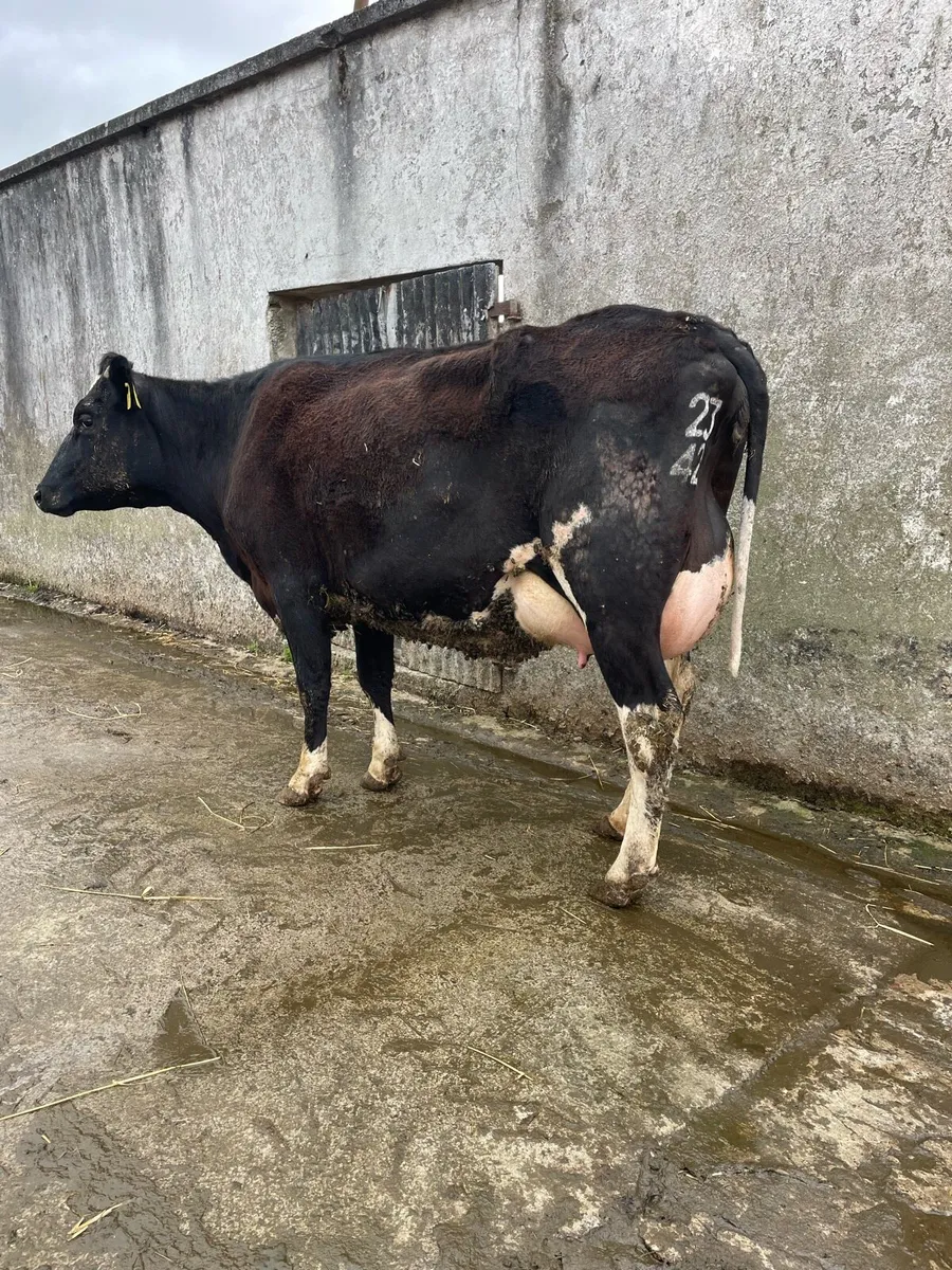 Freshly calved heifer - Image 1