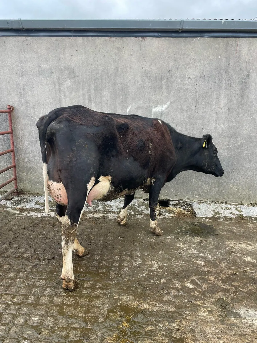 Freshly calved heifer - Image 2