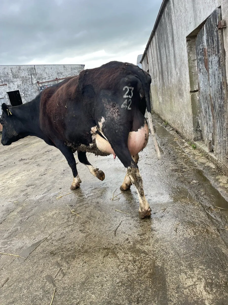 Freshly calved heifer - Image 3