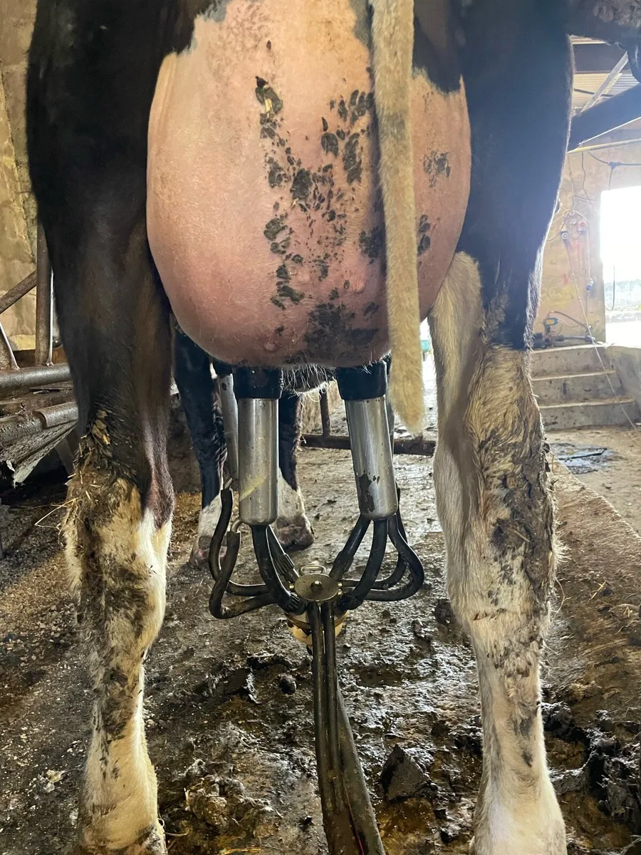 Freshly calved heifer - Image 4