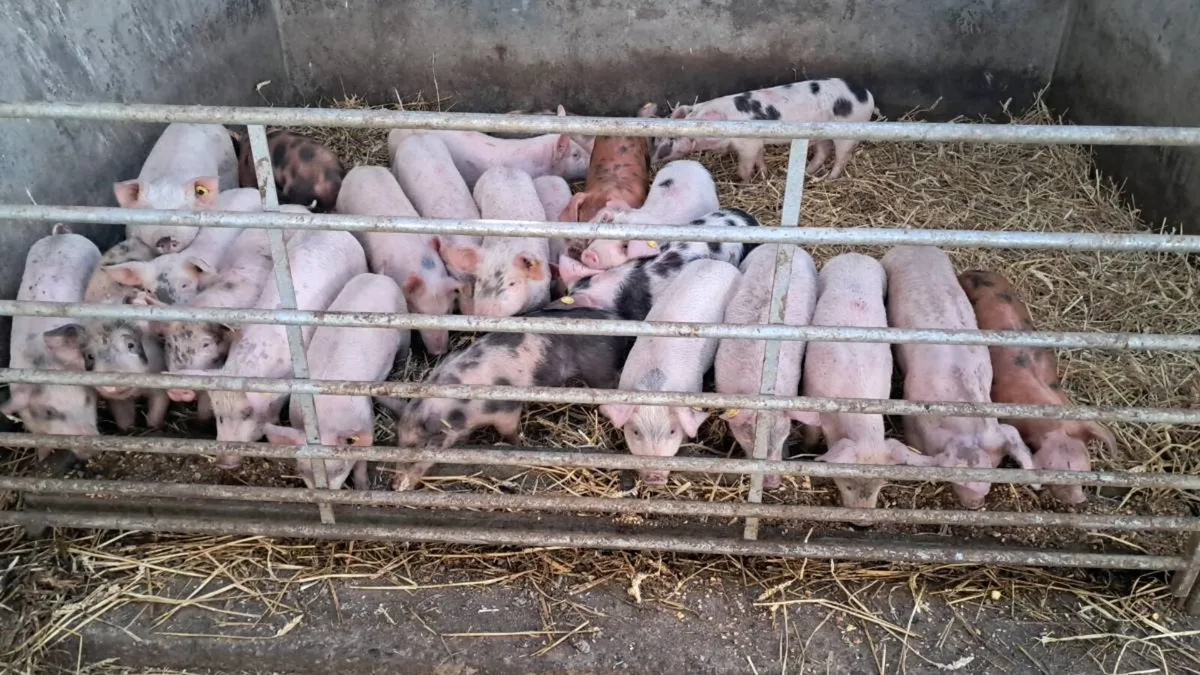 Organic weaners and store pigs - Image 1