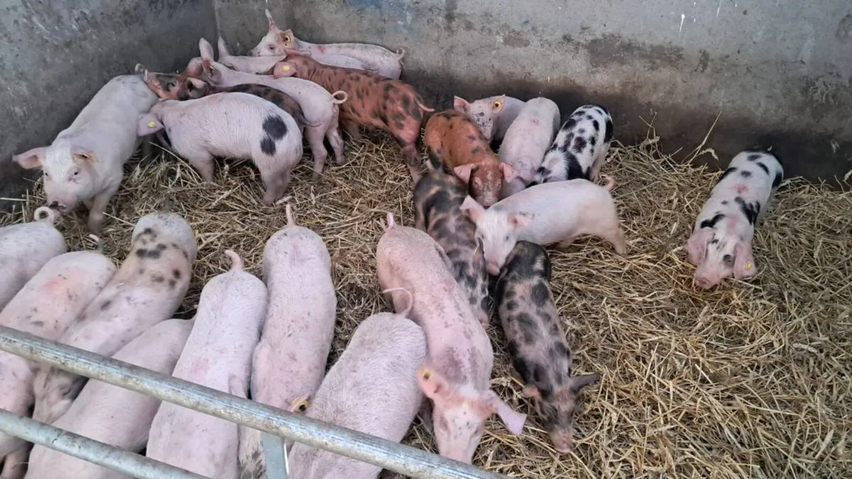 Organic weaners and store pigs - Image 1