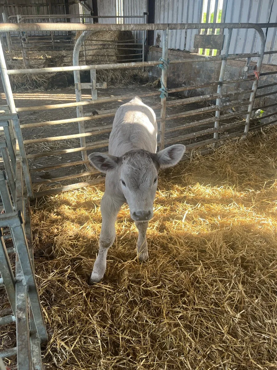 Charolai calf’s - Image 4