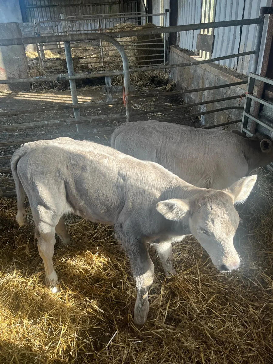 Charolai calf’s - Image 1
