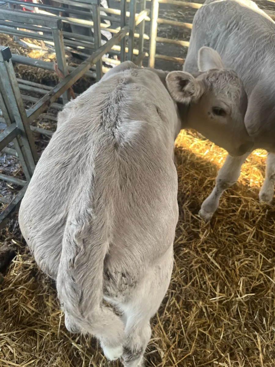 Charolai calf’s - Image 2