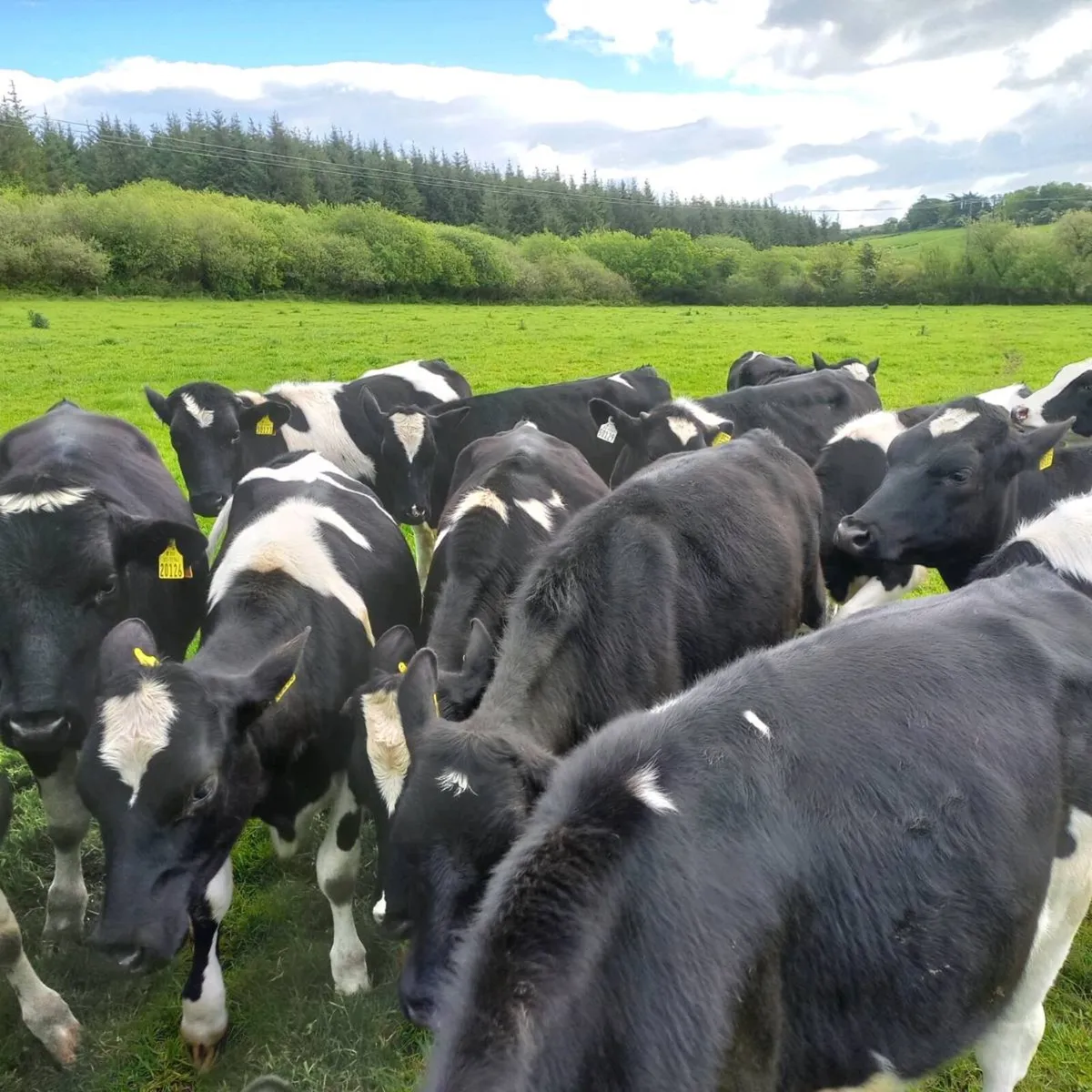 Maiden heifers - Image 1