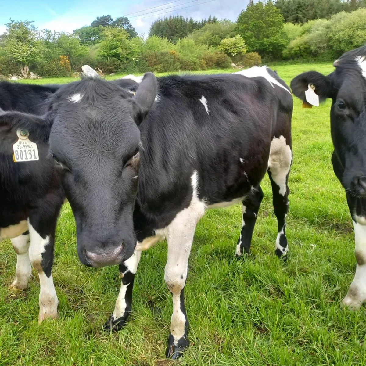 Maiden heifers - Image 2