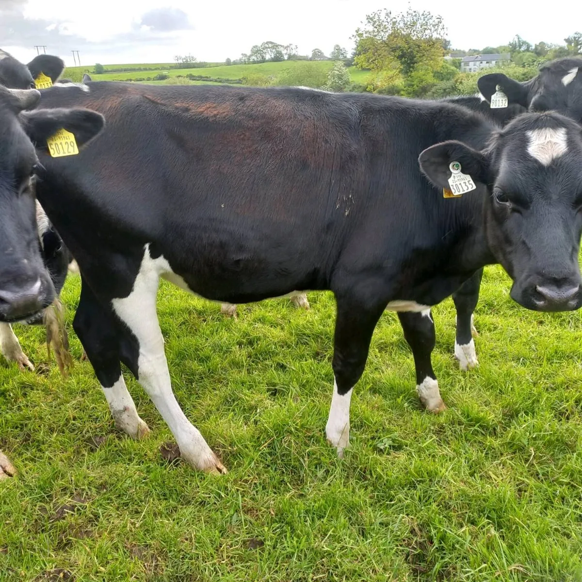 Maiden heifers - Image 3
