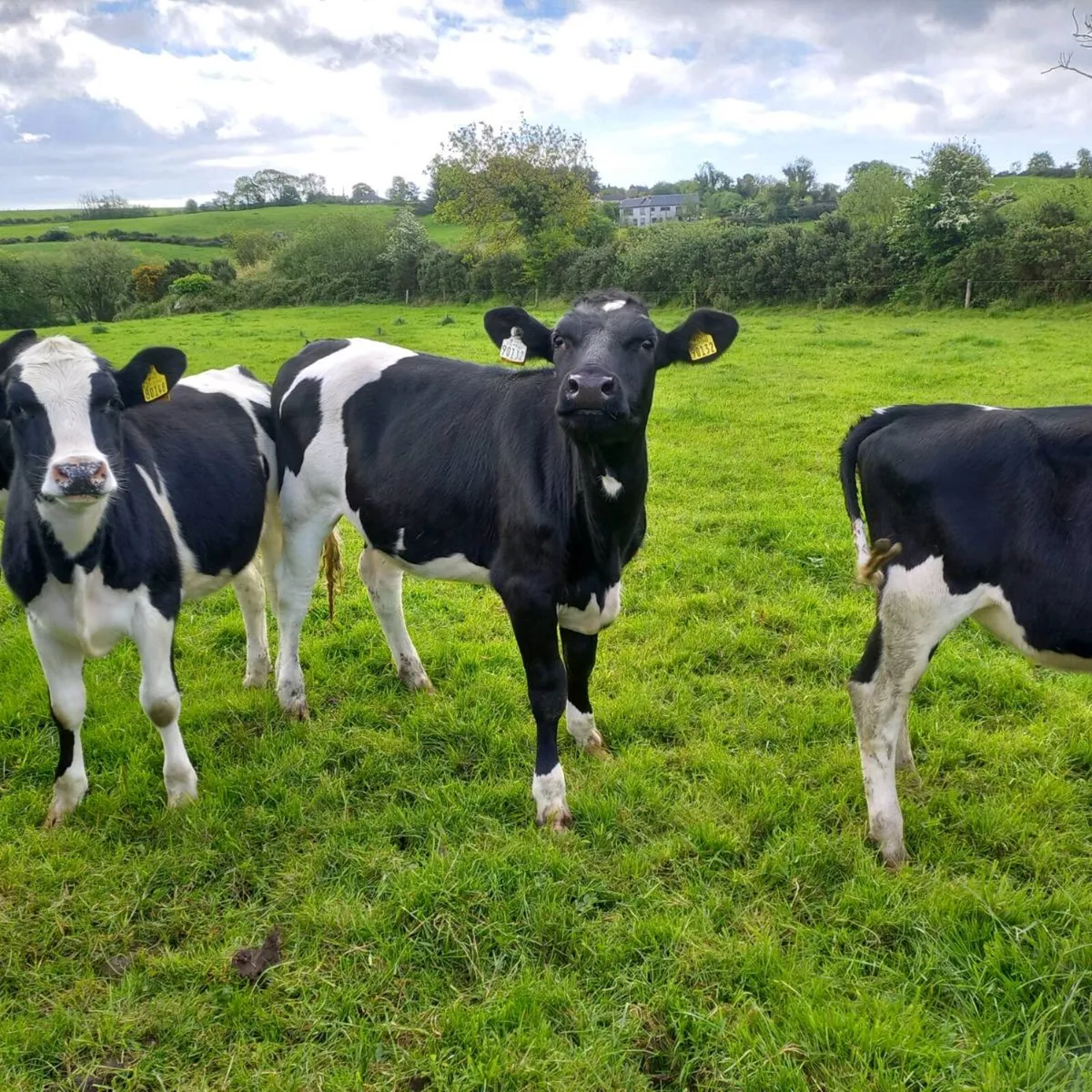 Maiden heifers - Image 4
