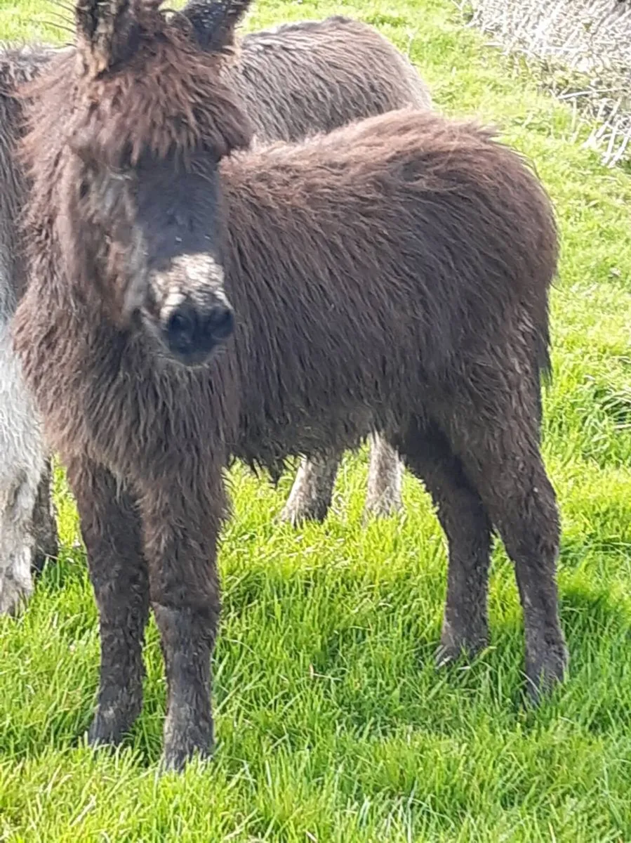 Donkey - Image 1
