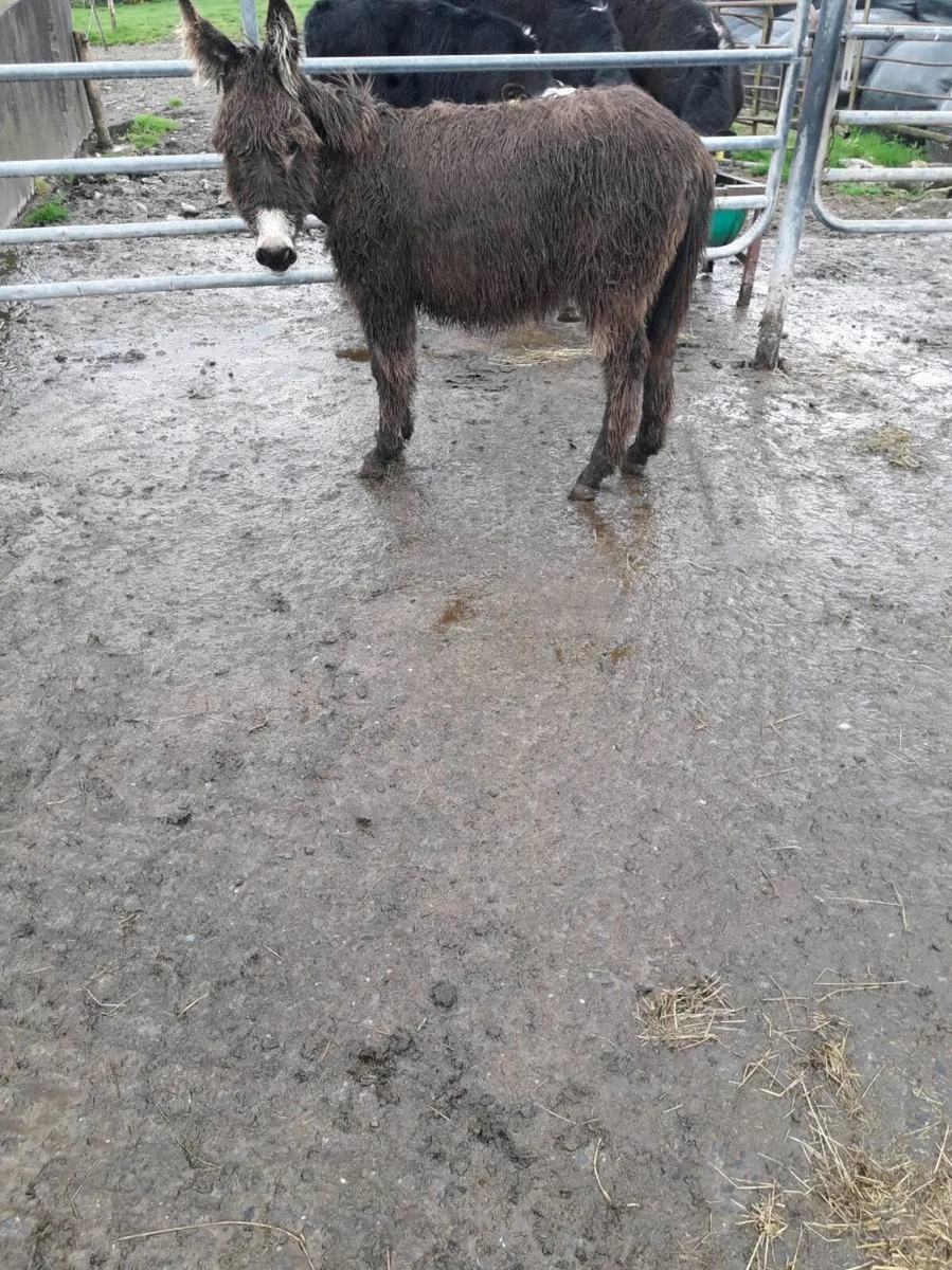 Donkey - Image 3