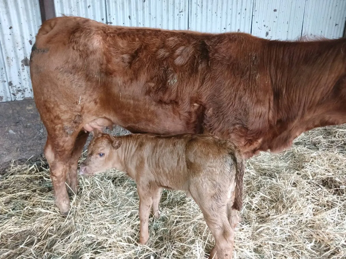 1 Limousin first calver. - Image 1