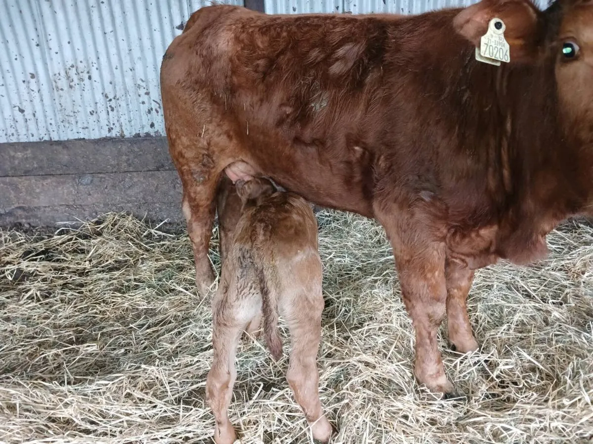 1 Limousin first calver. - Image 2