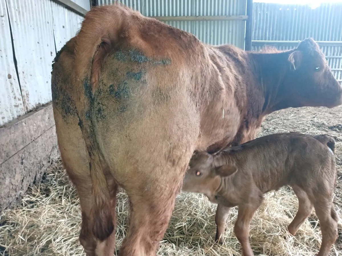 1 Limousin first calver. - Image 3