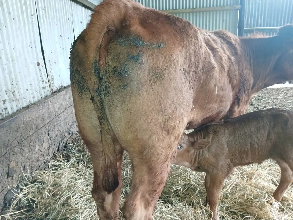 1 Limousin first calver. - Image 4