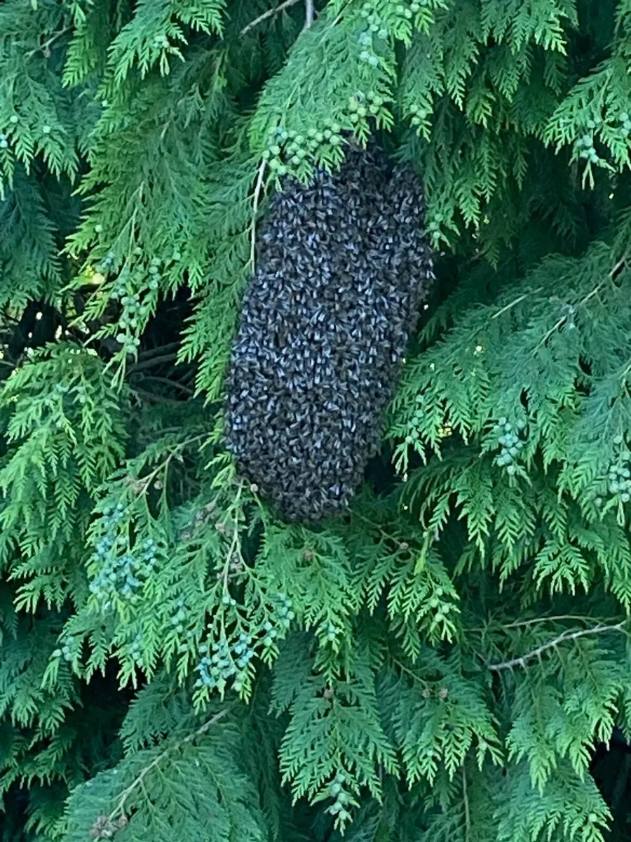 Hive of Bees and equipment - Image 3