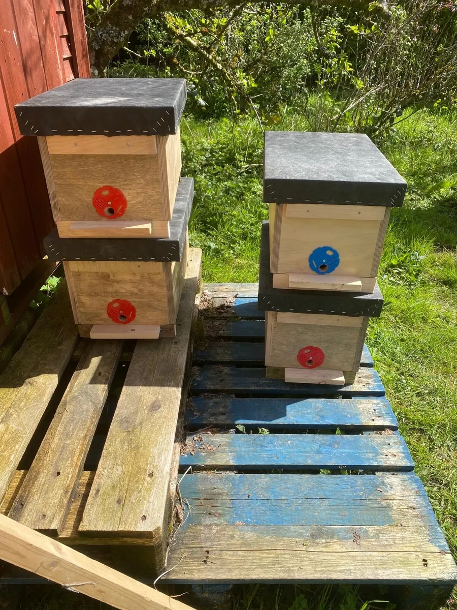 Hive of Bees and equipment - Image 4