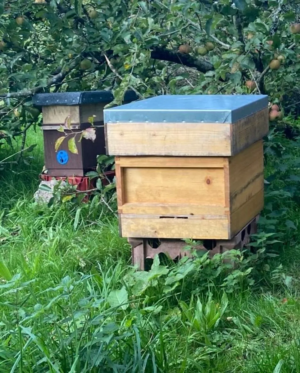Hive of Bees and equipment - Image 1