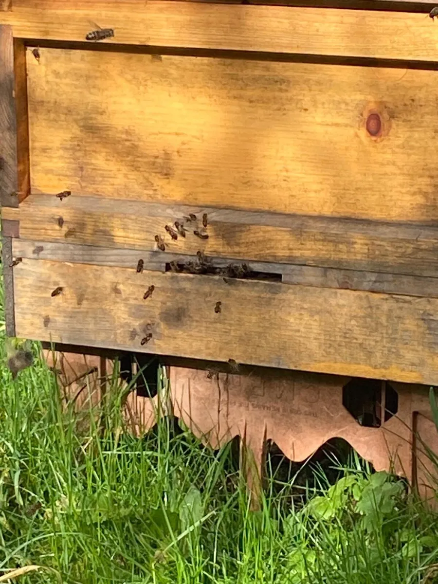 Hive of Bees and equipment - Image 2