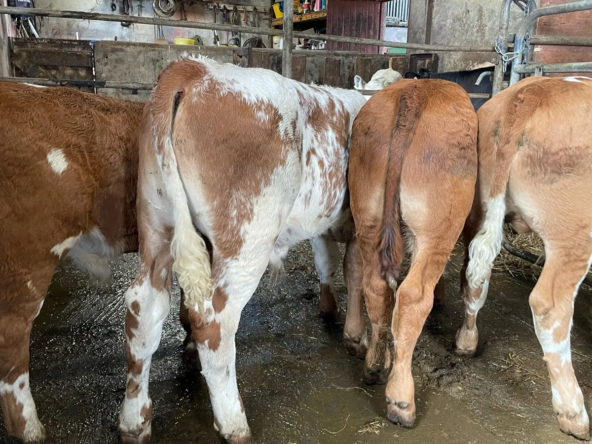 Simmental Bull Runners - Image 1