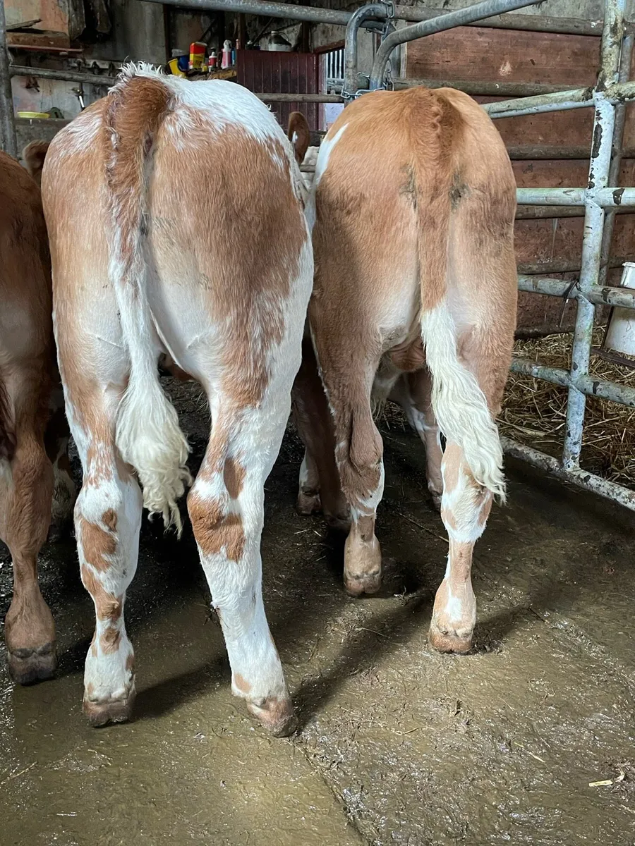 Simmental Bull Runners - Image 2