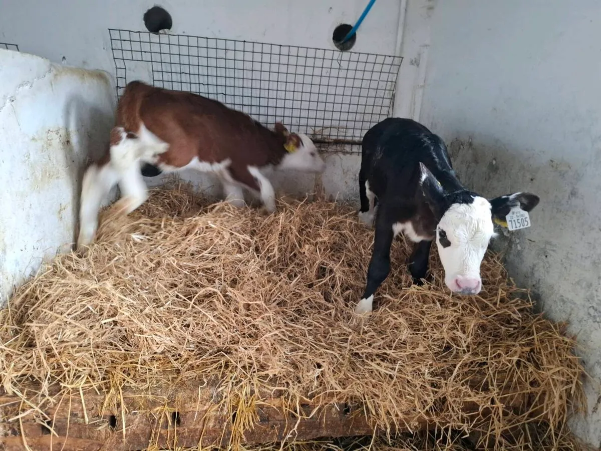 Hereford calves - Image 2