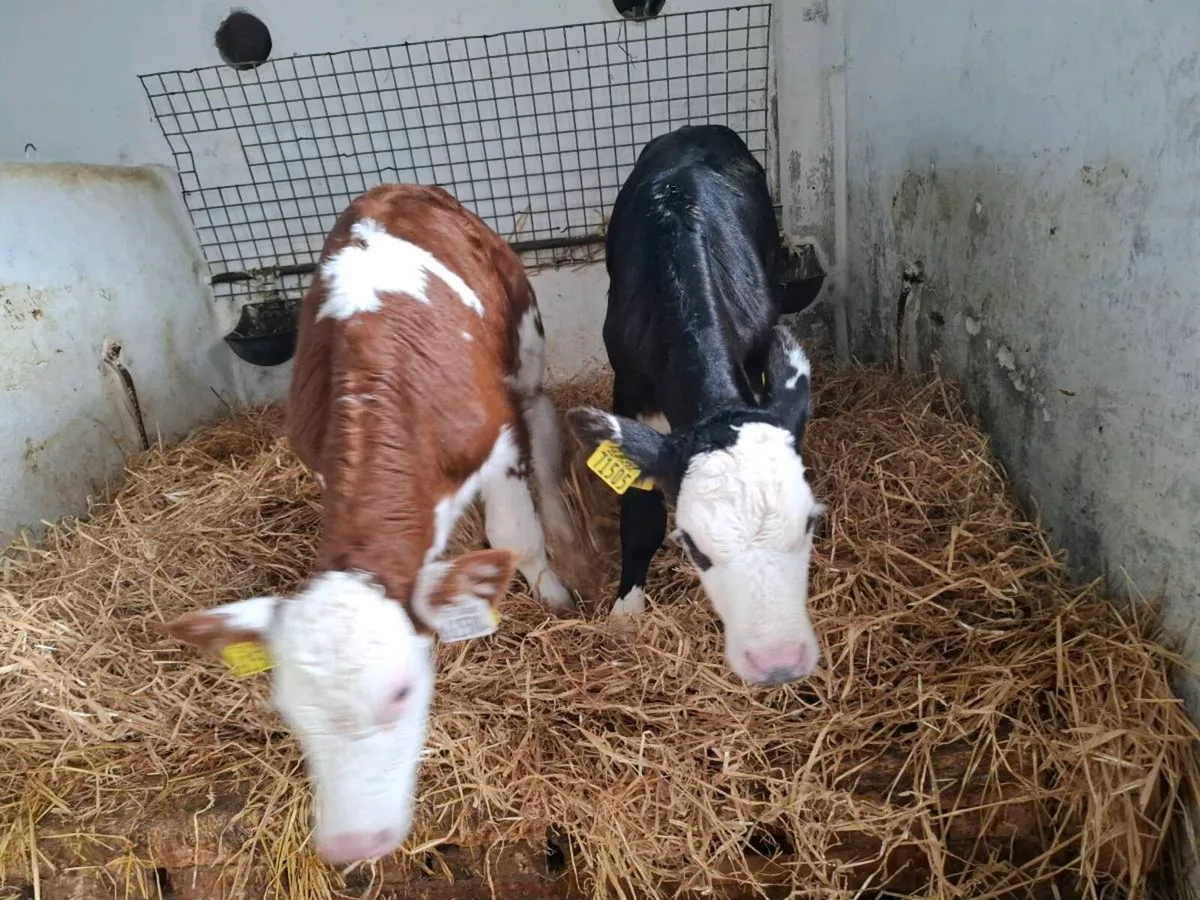 Hereford calves - Image 3