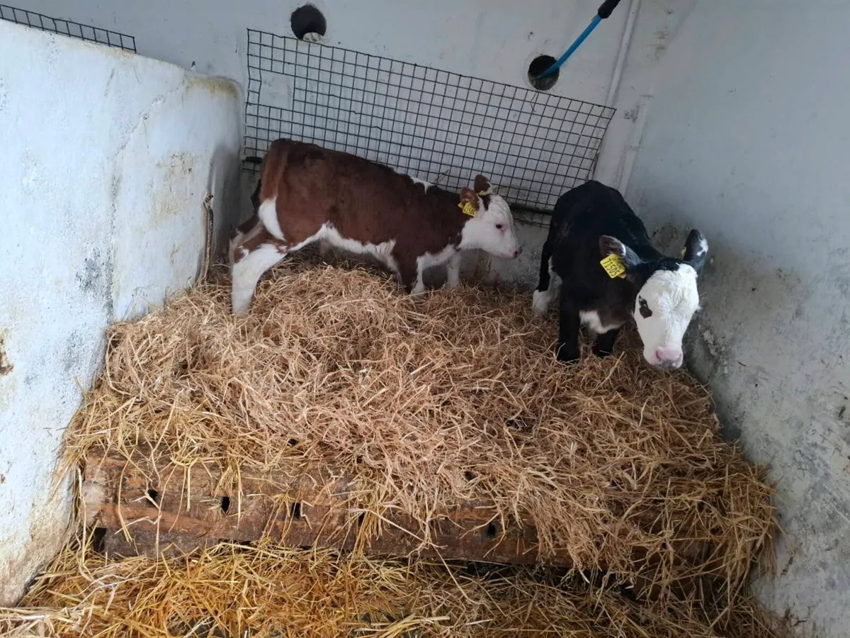 Hereford calves - Image 4