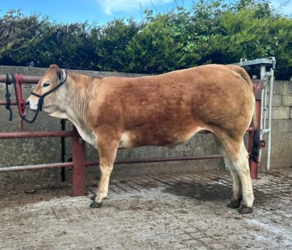 Irish Parthenaise Society sale - Image 1