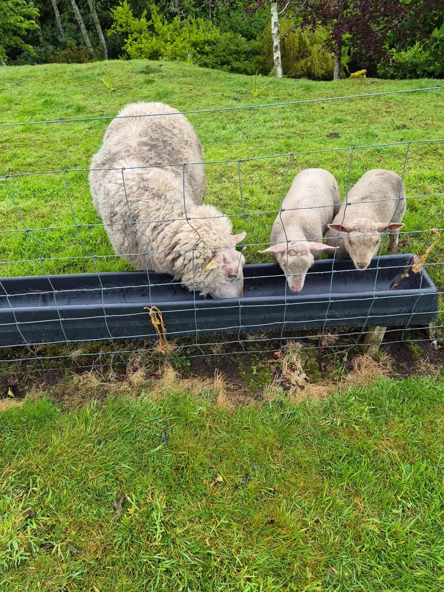 Ewe and 2 lambs, Waterford