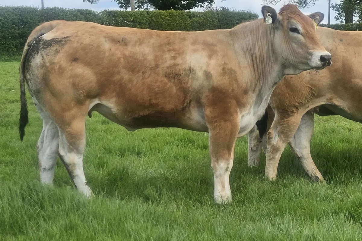 Irish Parthenaise Society sale - Image 2