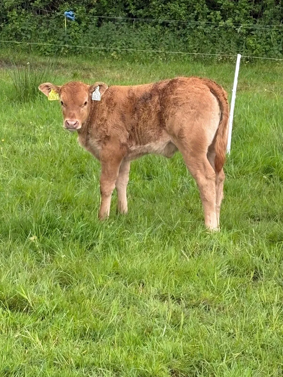 Pedigree limousine cow and heifer calf - Image 4