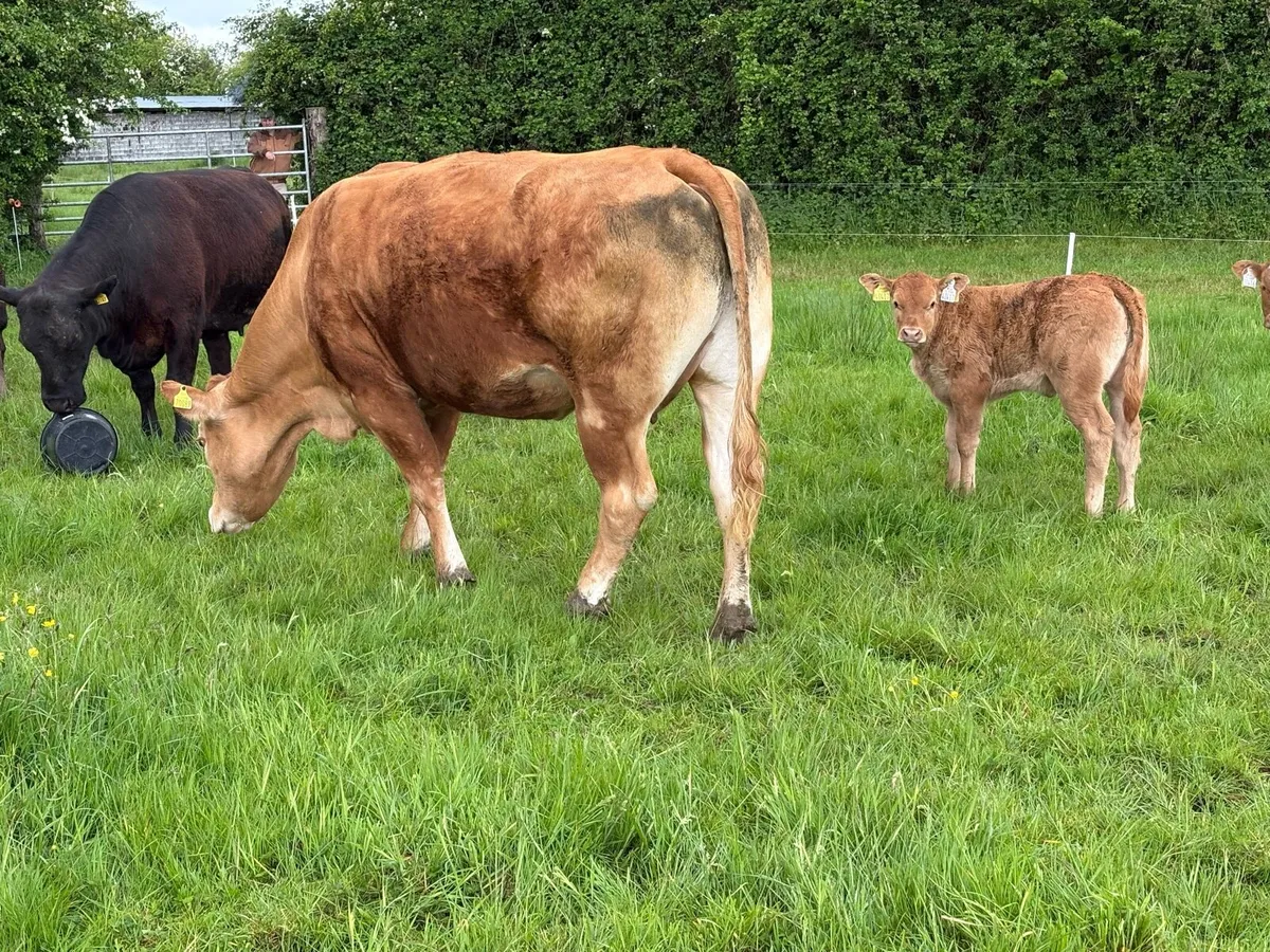 Pedigree limousine cow and heifer calf - Image 1